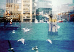 seagulls (diana)